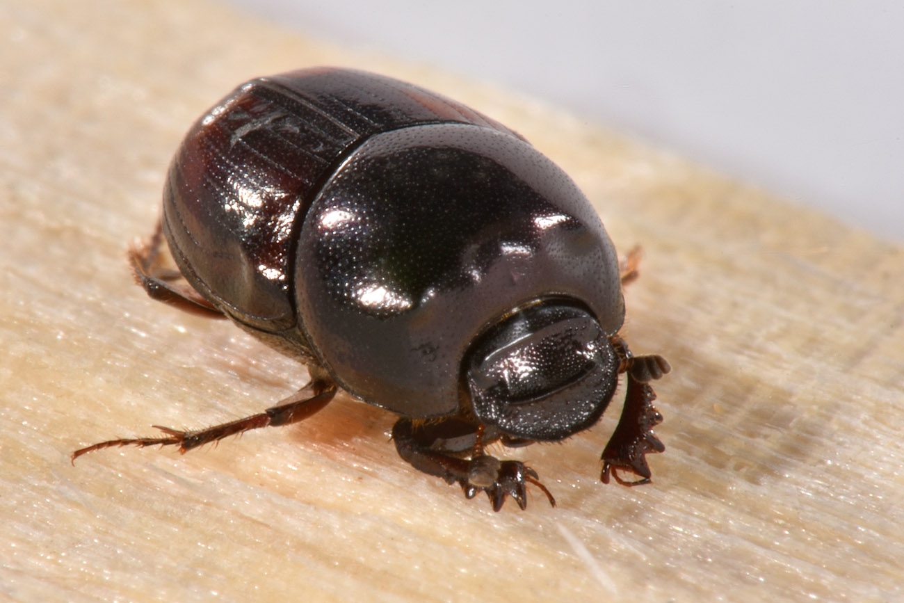 Scarabaeidae: Caccobius schreberi?  S !